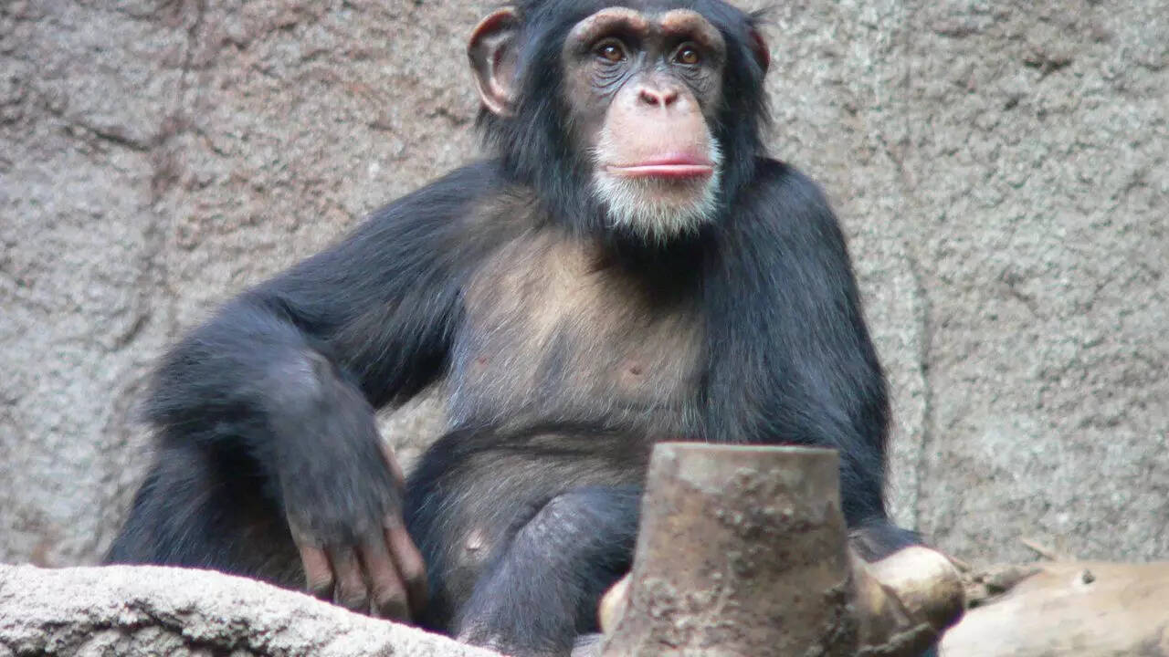 Chimpanzees
