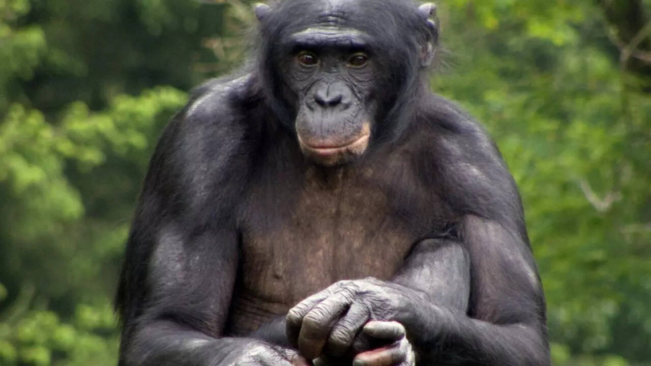 Bonobos