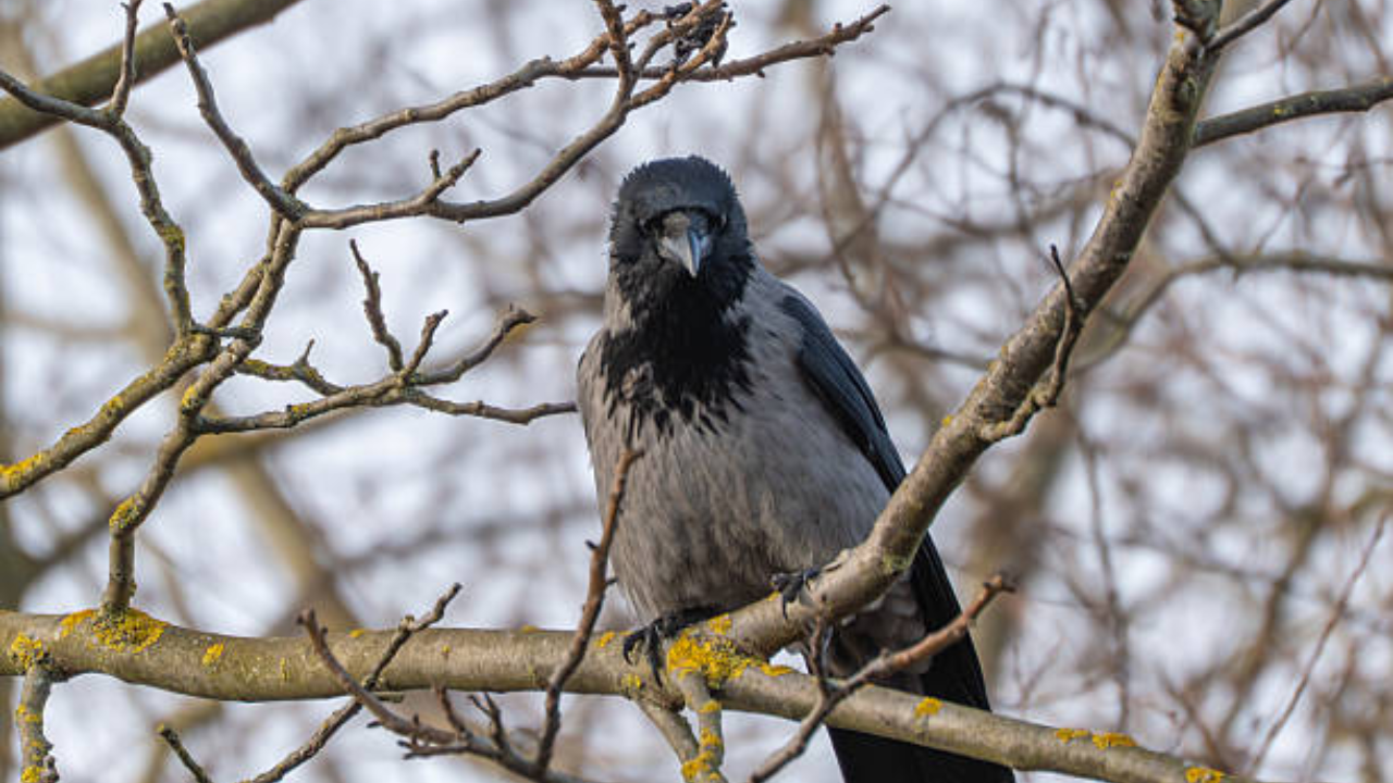 H5N1 virus scare in Chennai: Doctor shares risks, symptoms and preventive tips