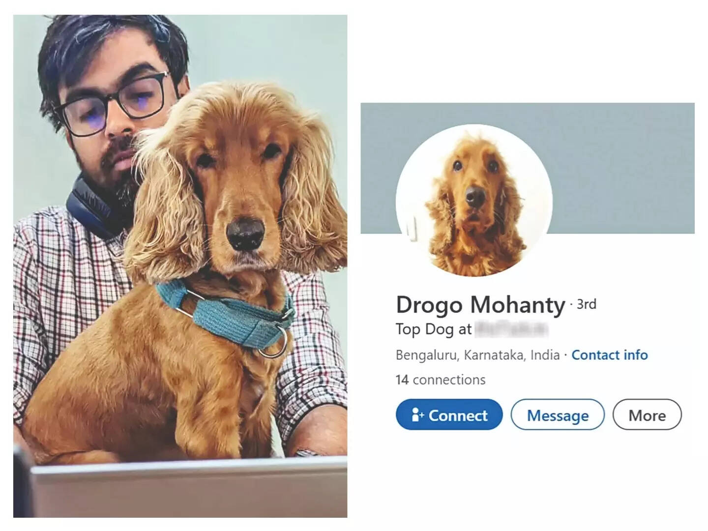 Believe it or not: This doggo just got a promotion