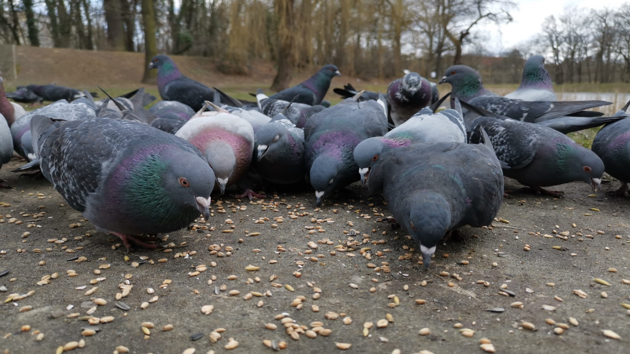 Unemployed Indian-origin woman fined over Rs 2 lakh for feeding pigeons in Singapore