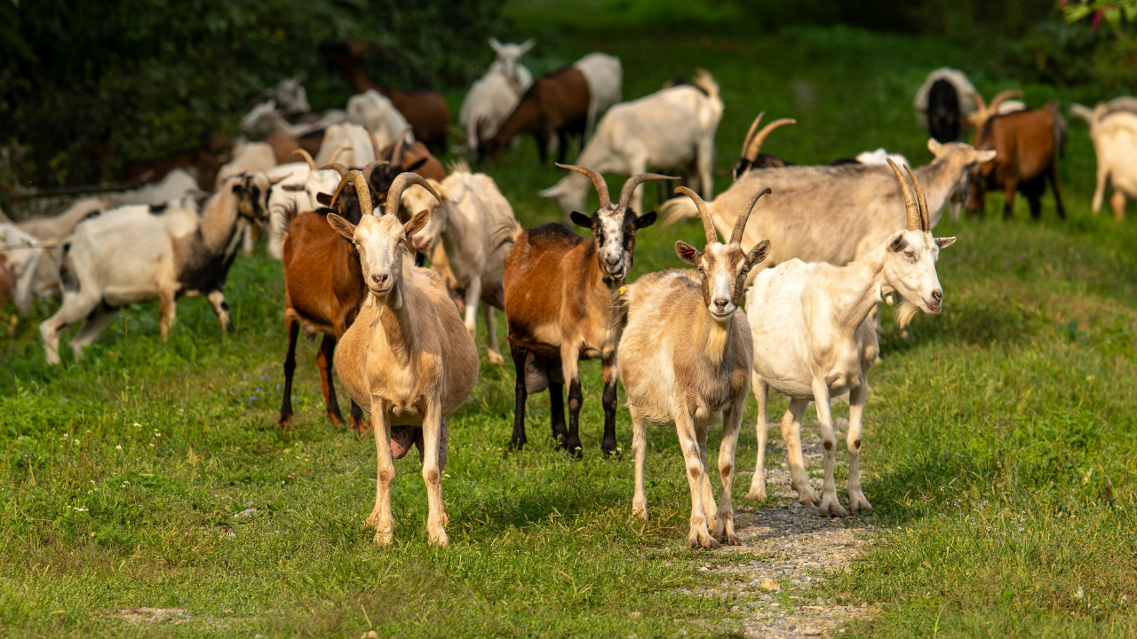 The GOAT job: Texas hires 300 goats to clear invasive shrubs in a unique ecological move