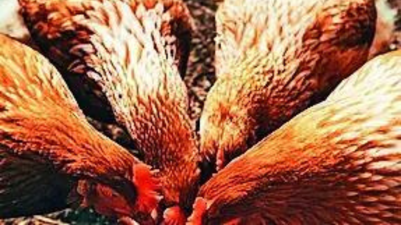 India-US trade deal: Farmers question import of animal feed, soybean oil