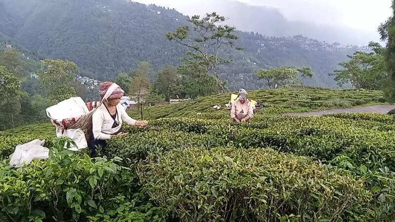 Tea, leather, jewellery eye relief after tariff talks