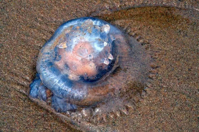 INCOIS to launch three new ocean information services