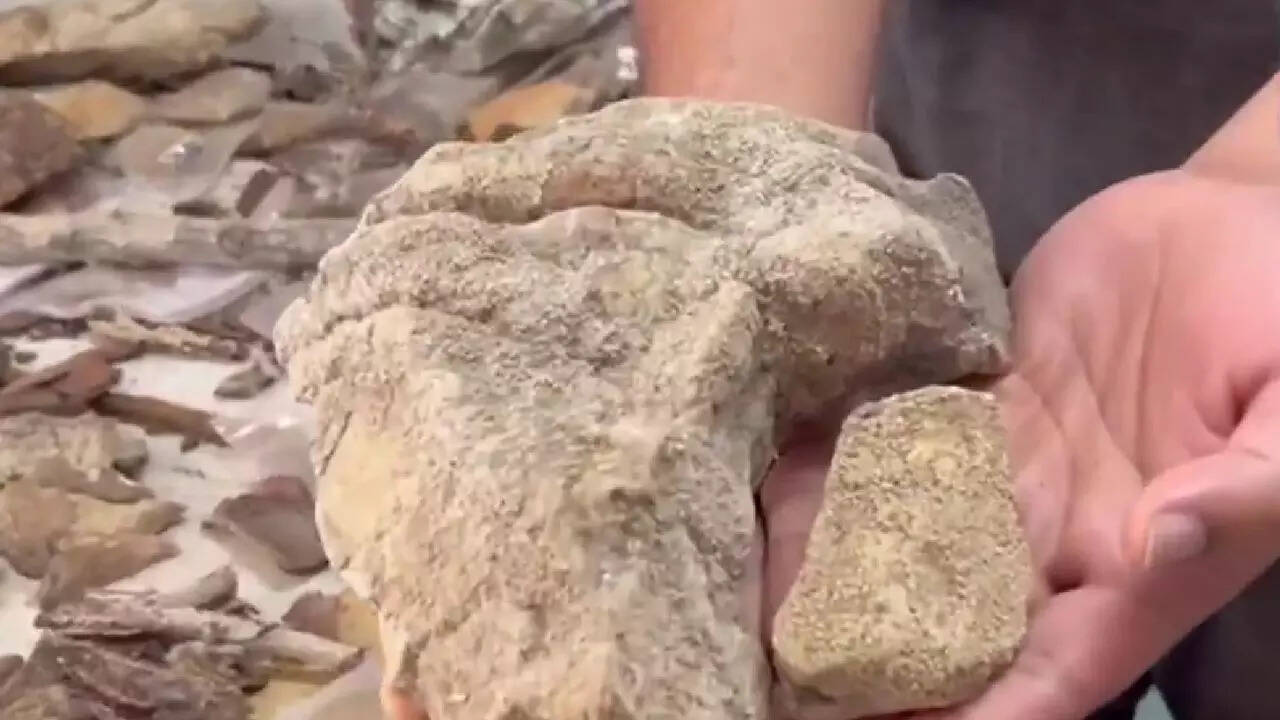 148 rare lichens found deep inside Odisha’s Similipal National Park | Watch video