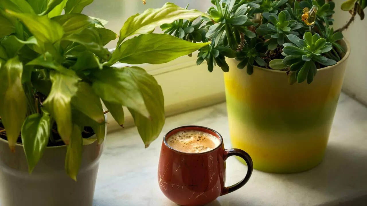 These indoor plants can bring wealth as per Feng Shui