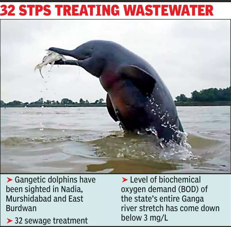 Better Hooghly water quality behind spurt in Gangetic dolphin sightings