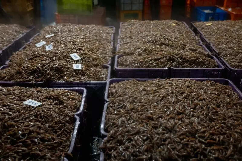 Deep-sea shrimp trawling may harm marine ecosystem: Study