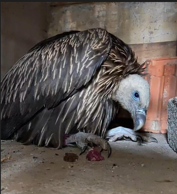 Himalayan griffon vulture gets new lease of life in Goa