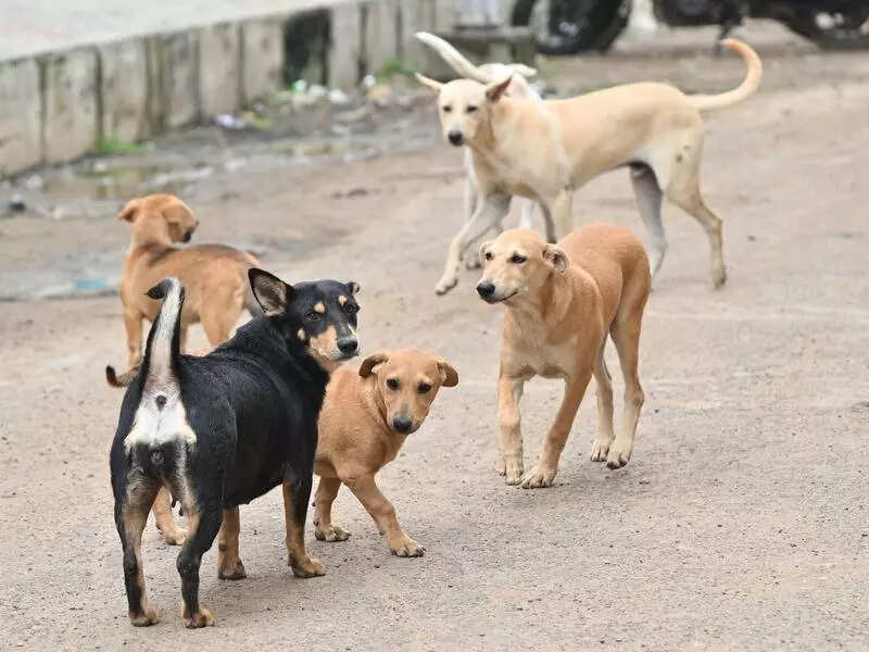 GCC yet to figure out where to send relocated stray dogs