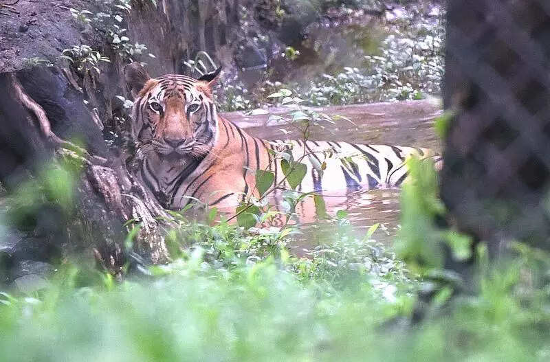 Officials intensify tracking of tiger with 8 cattle kills