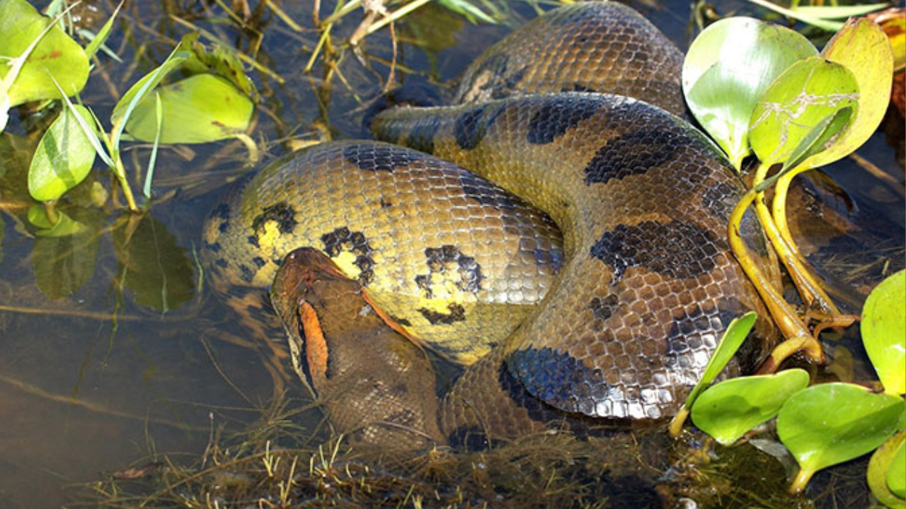 snake