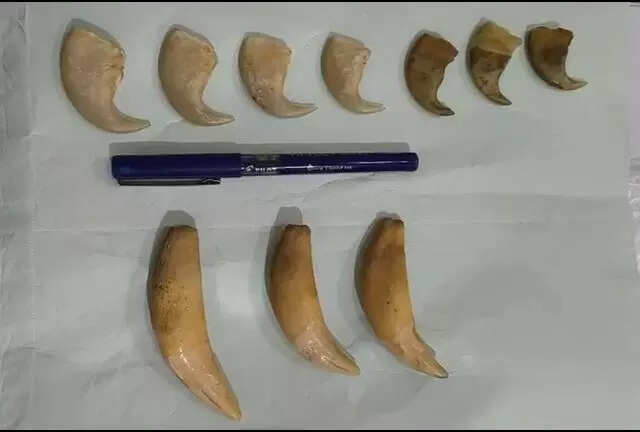 2 arrested for smuggling 7 tiger nails, teeth at Nampally station