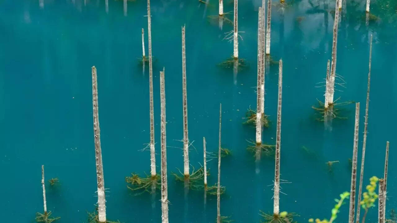 100-year-old earthquake that created Kazakhstan’s eerie underwater forest