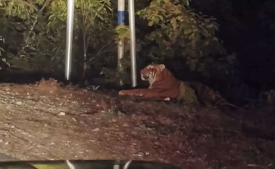 Forest officials deploy drones to hunt for tiger in Mayodia as search enters Day 10