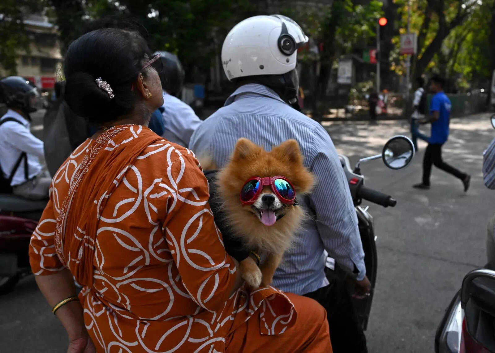 Now, pet owners have to register their dogs with Jamshedpur Notified Area Committee