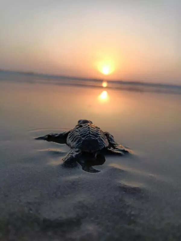 2,000-plus turtle eggs collected in a day from 18 nests along Elliot’s, Marina