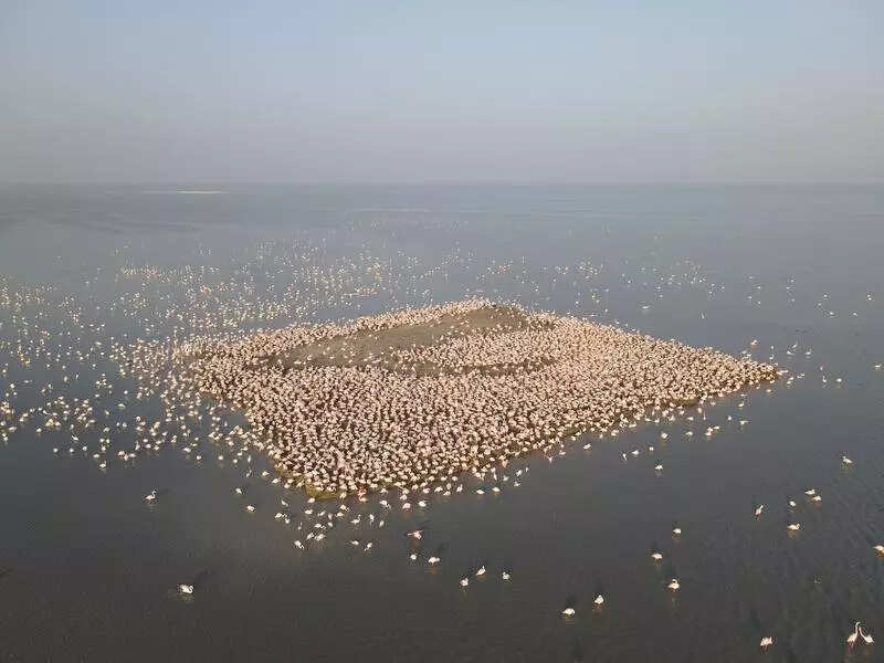 7.2L bird bounty at Nalsarovar, Thol, but flamingos fly to Rann