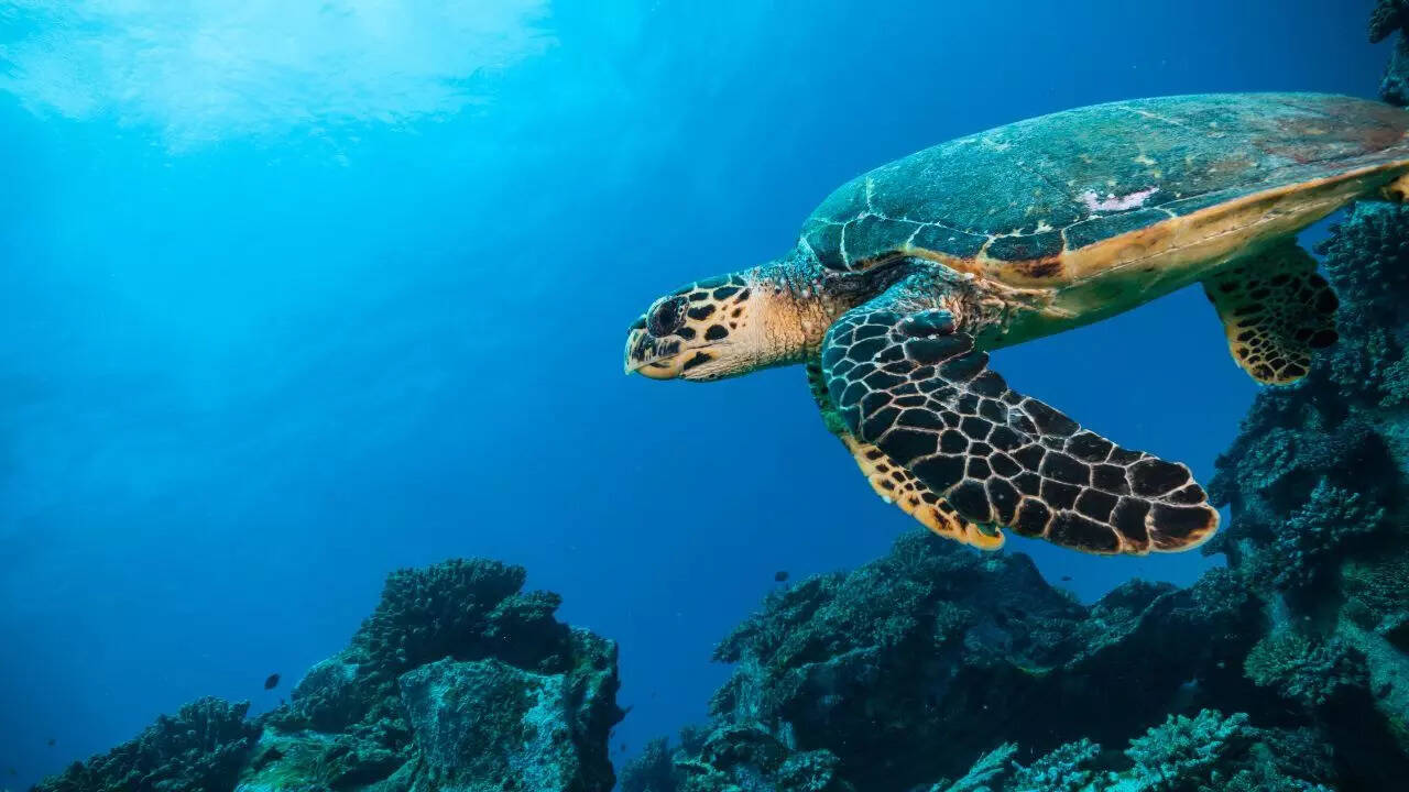 The Indian Ocean is becoming ‘less salty’: Scientists say the consequences could be massive