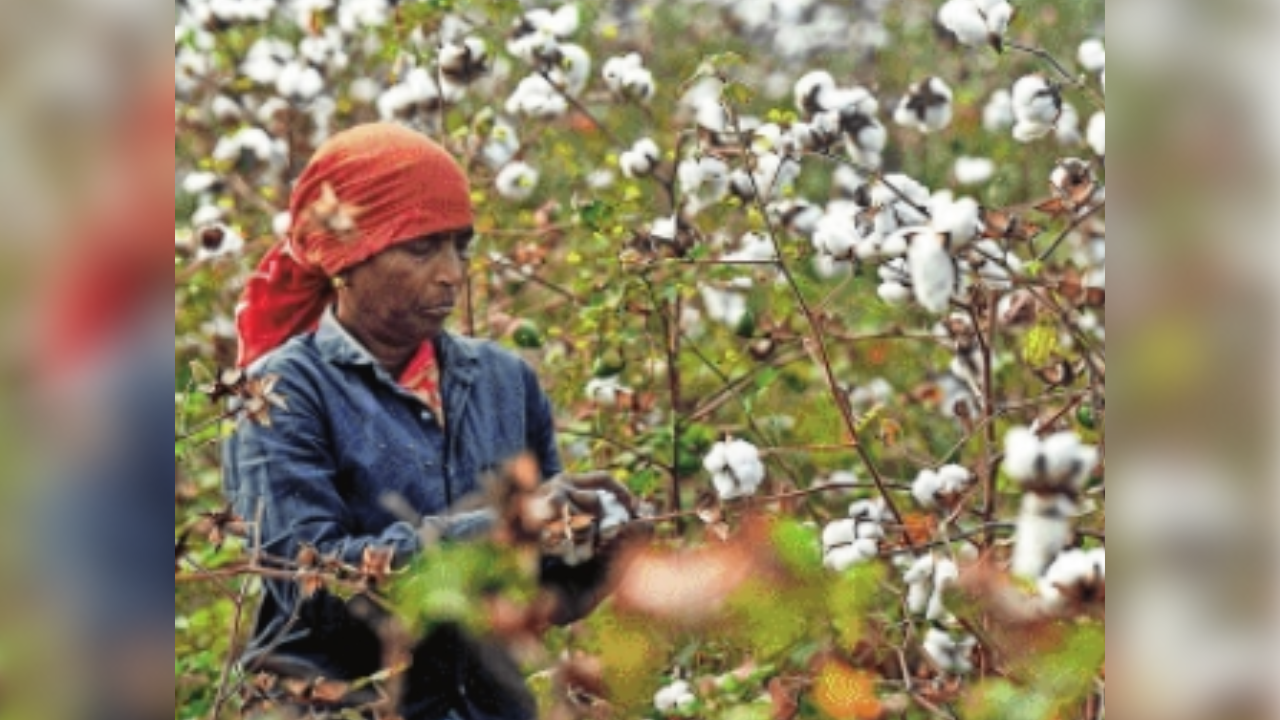 Surge in cotton import sparks debate over farmers’ distress