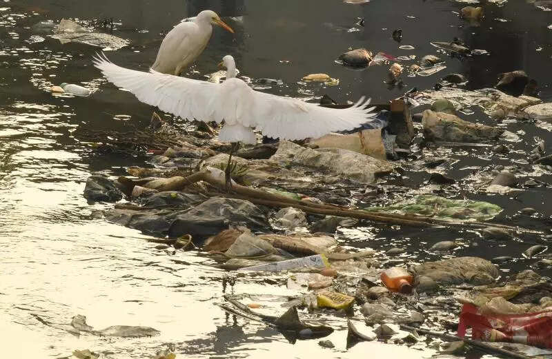 Human rights commission recommends installing cameras to prevent waste dumping in Amayizhanjan canal