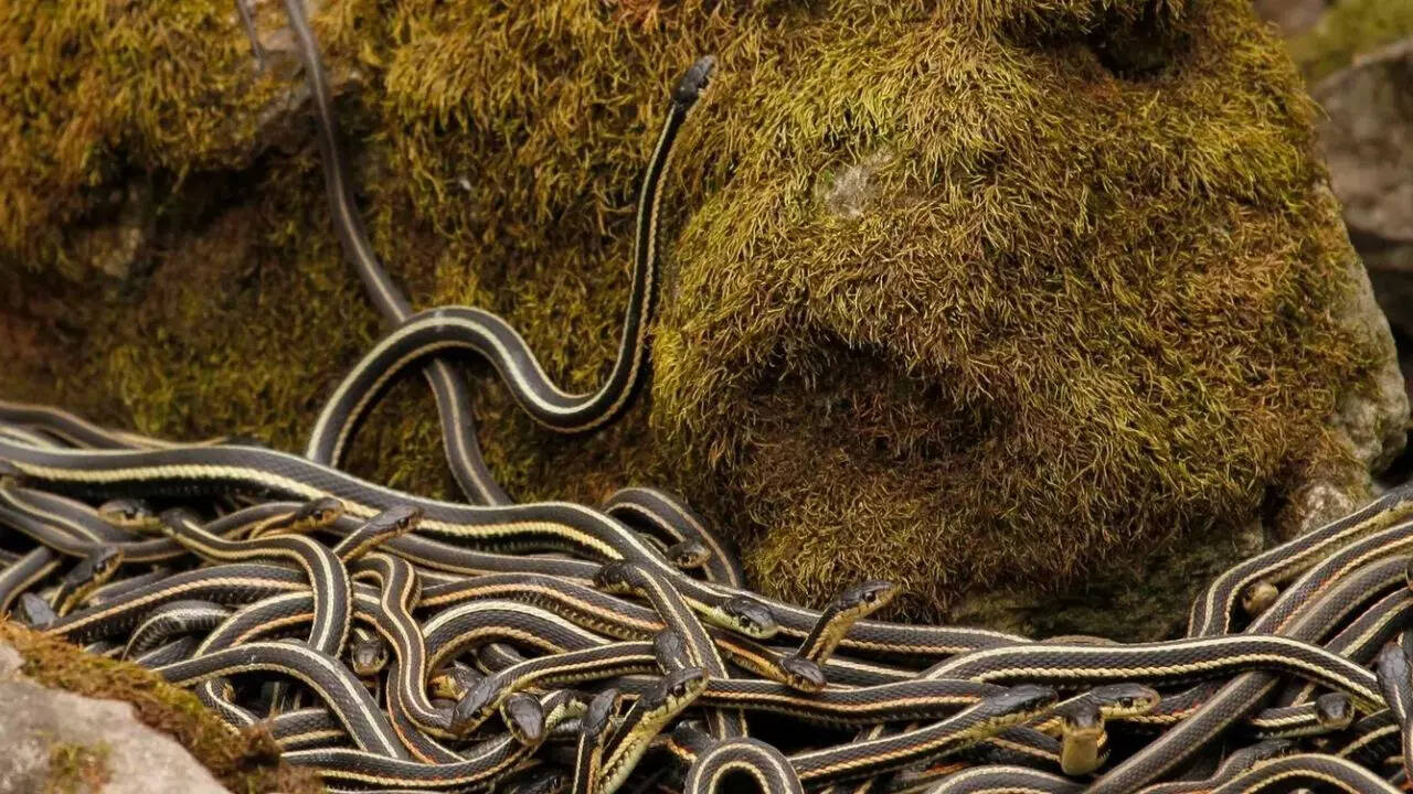 World’s largest snake den in Canada: Over 100,000 red-sided garter snakes come alive every spring