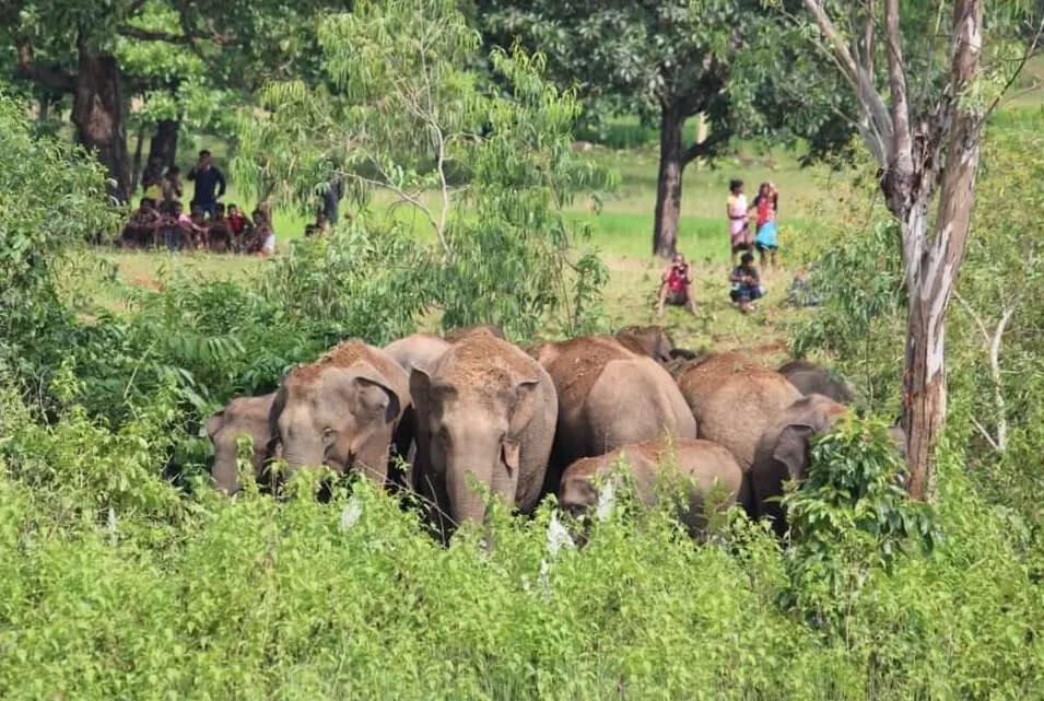 Govt disputes wildlife institute elephant count, seeks reassessment