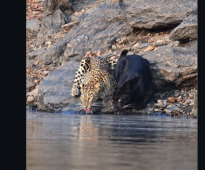 Watch: Rare moment as black panther and leopard drink water side by side