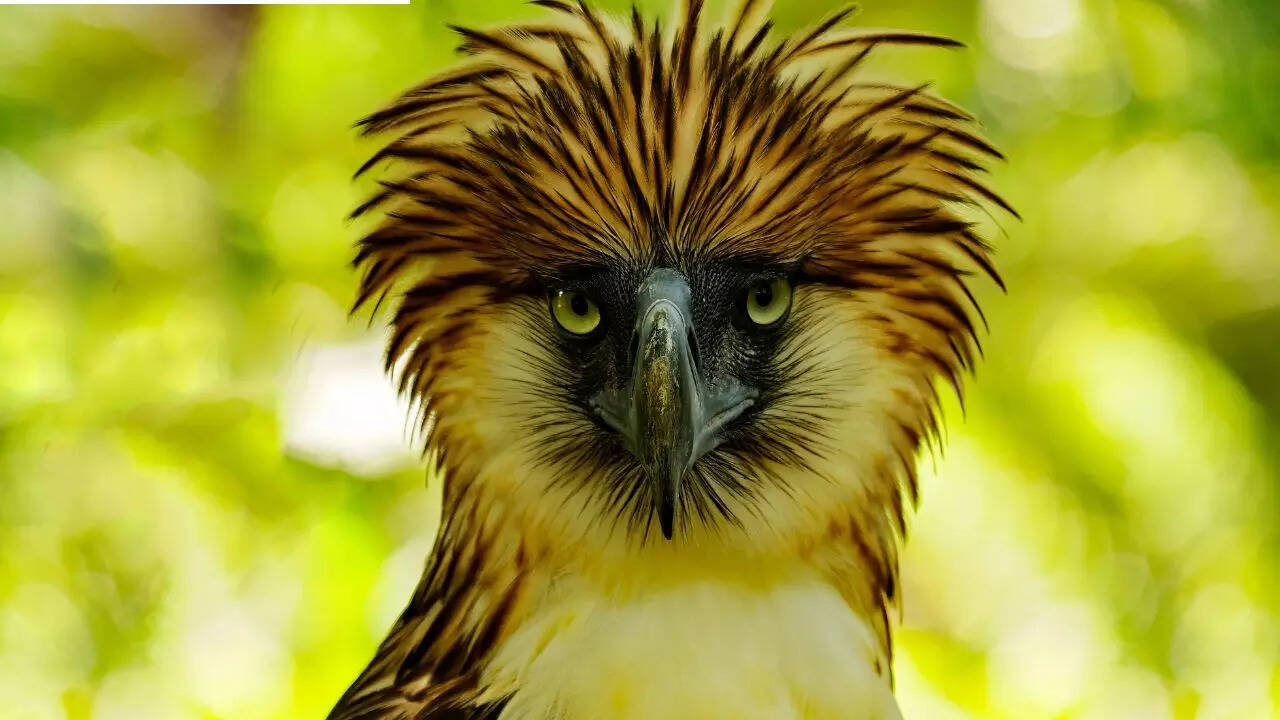 This critically endangered ‘monkey-eating bird’ ranks among the largest raptors on Earth