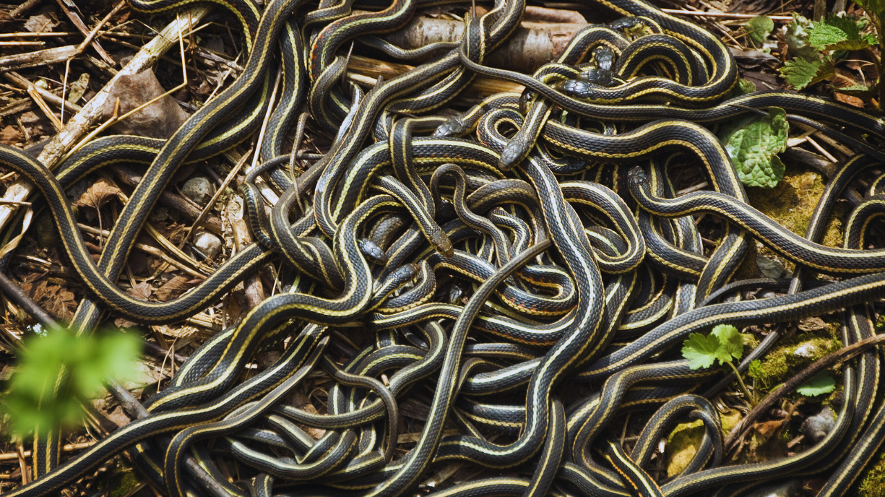 Would you visit a place where 100,000 snakes emerge at once? Here’s why it’s one of the world’s strangest wildlife spectacles