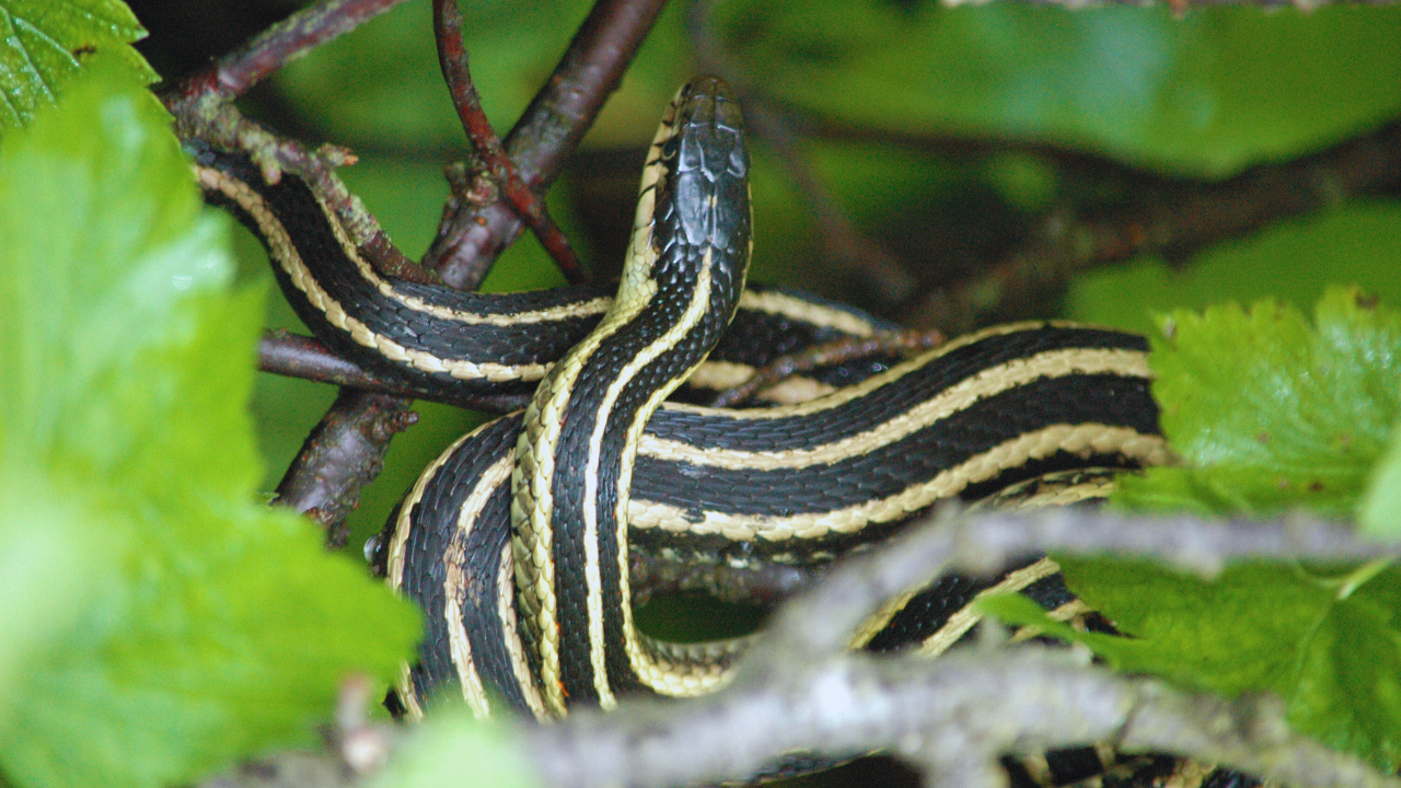 snake