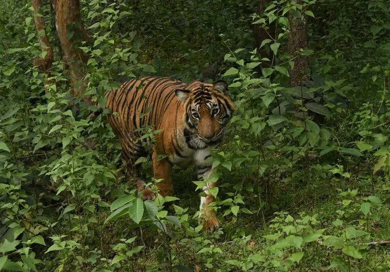 Reserves crowded? National authority says Karnataka’s Bandipur can have 119 more tigers