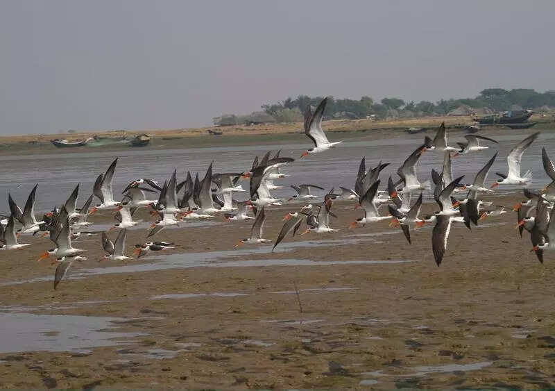 Migratory birds leave Bhitarkanika early with rising temperature