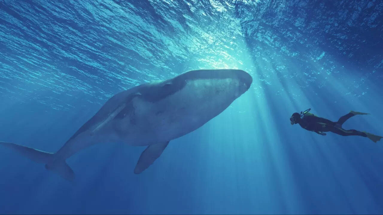 Diving turns dangerous: Oman issues warning after man swims with killer whale