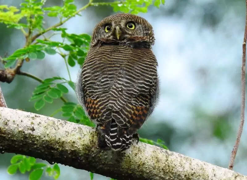 Bird watchers count 260 species across 10 city college campuses
