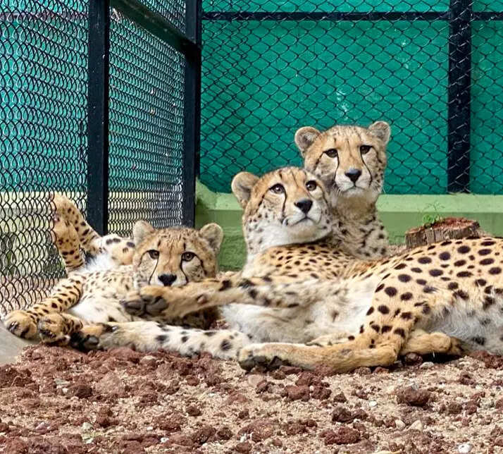 In a first, Odisha plan to house cheetahs at Nandankanan Zoo