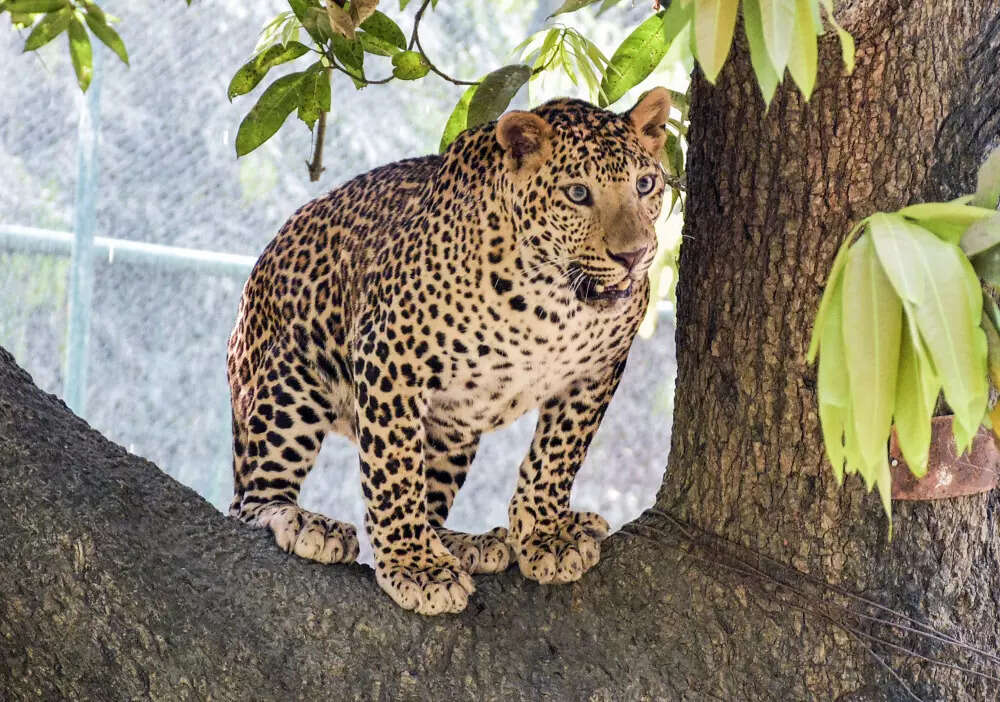 Sanguem leopard attacks: Locals want more night patrols