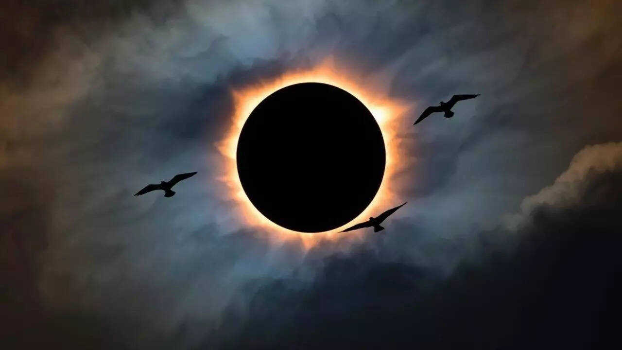 First solar eclipse of 2026: What happens to wildlife during a solar eclipse; animal behaviour explained