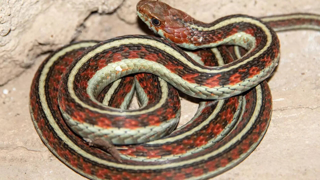 Red-sided Garter snakes