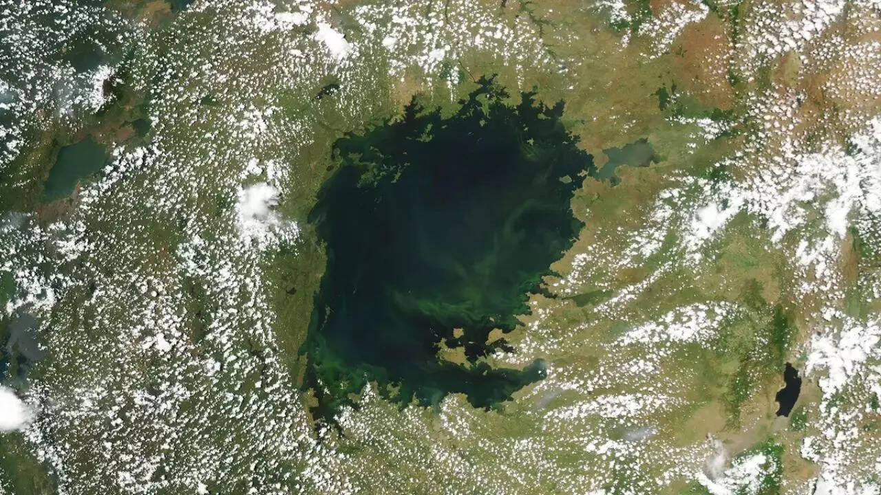 World’s largest tropical lake turns into a ‘deadly zone’: Africa’s Lake Victoria is turning green, toxic, and unstoppable