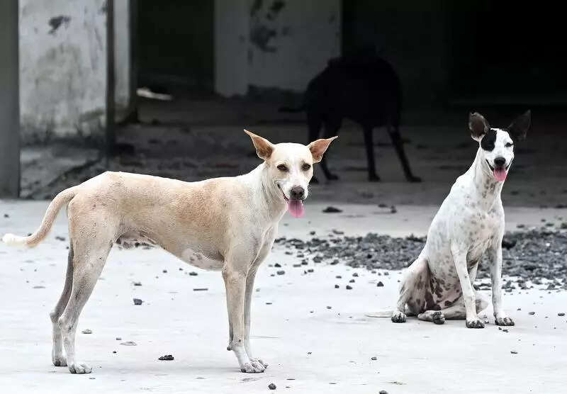 Greater Bengaluru Authority claims stray dog adoptions on rise after its welfare drive