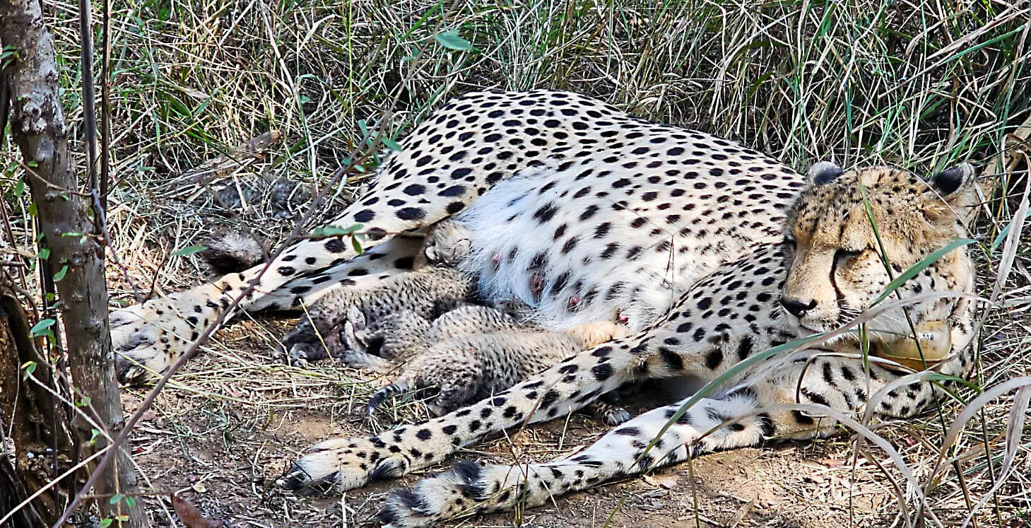 3 more cheetah cubs born in Kuno