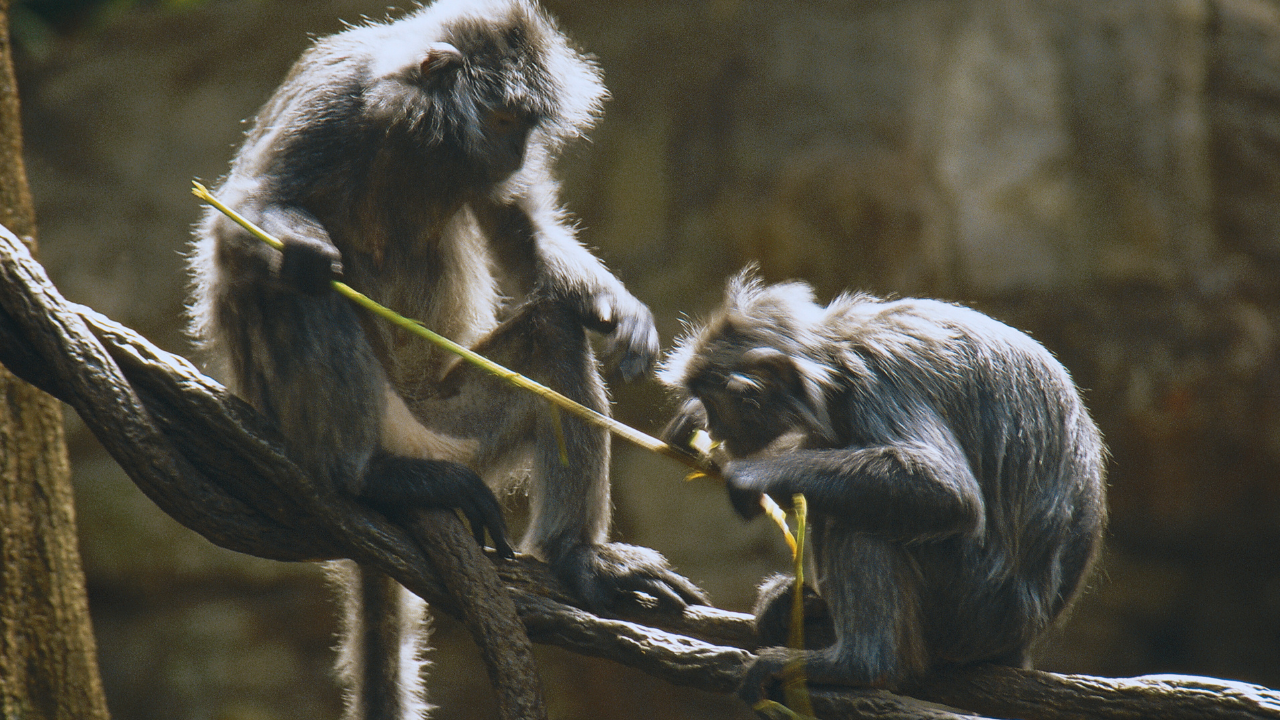 SILVER LEAF MONKEYS