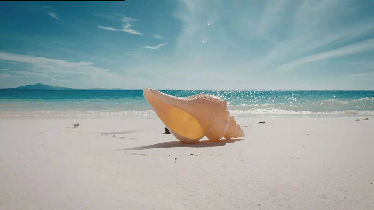 World’s biggest sea snail: Australian trumpet nearly the size of a human leg