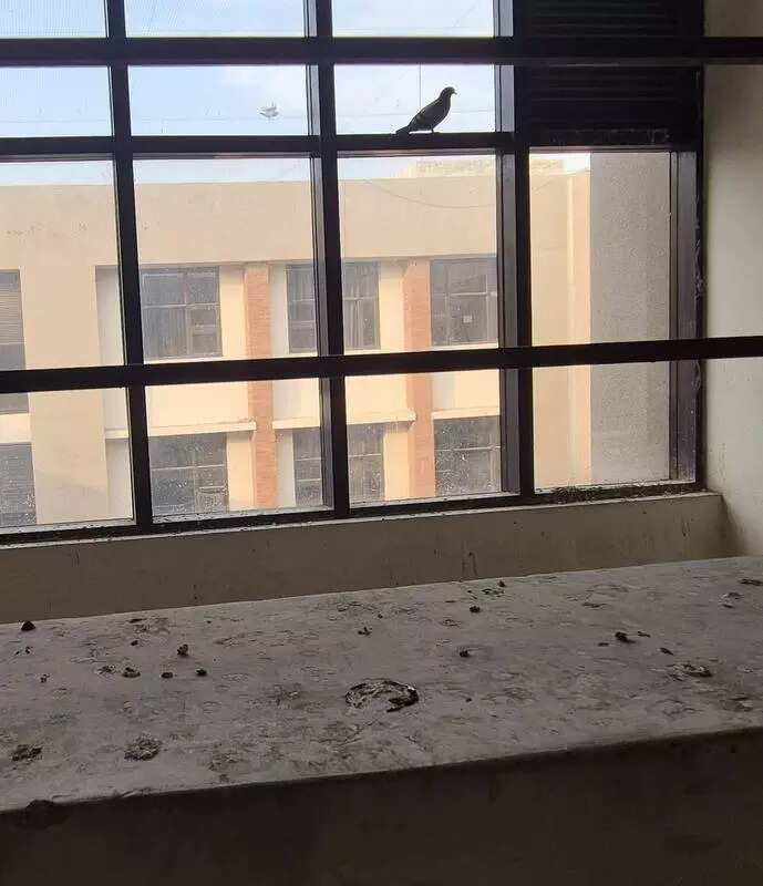 Ludhiana residents cage homes with nets as pigeon menace soars