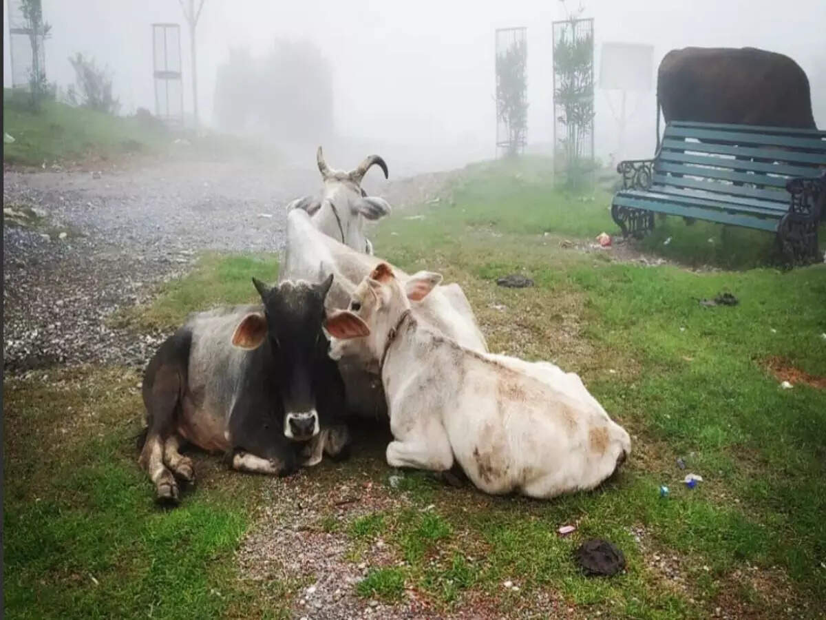 Cows