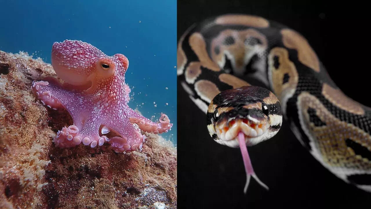 5 animals that eat their own body parts