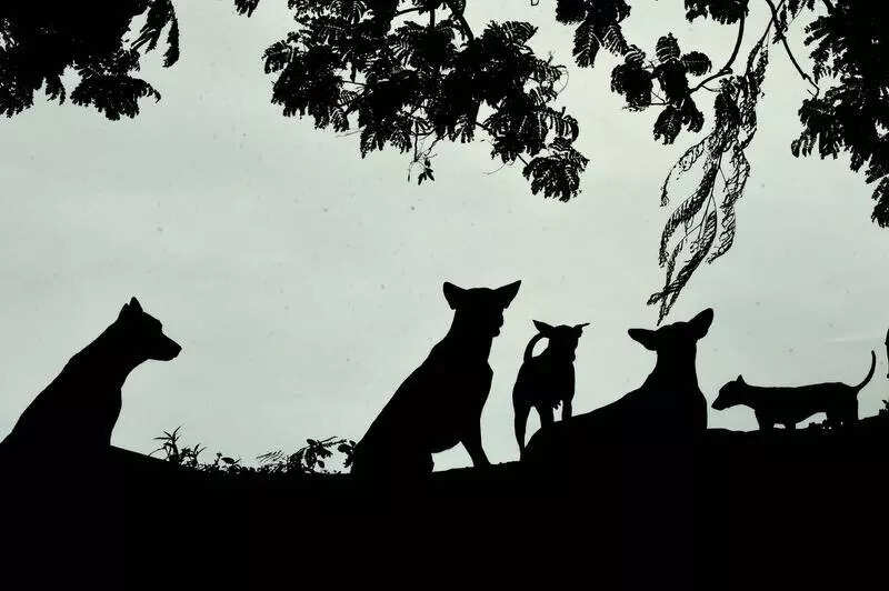 Thiruvananthapuram corporation’s stray dog shelter plan faces legal hurdles