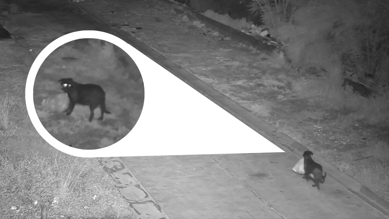 Good boy commits bad crime: Italian man uses pet dog to illegally dump garbage